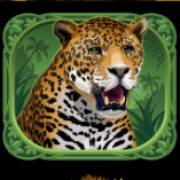 Exotic Cats: Leopard