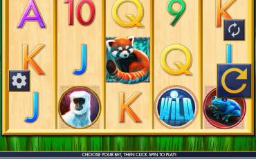 Red Panda Paradise slot online