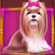 The Dog House: Shih Tzu