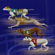 Wildhound Derby: Greyhounds