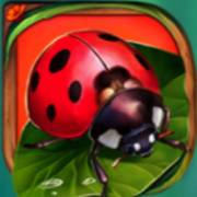 Wings of Riches: Ladybug